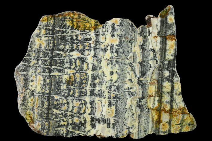 Proterozoic Age Columnar Stromatolite (Asperia) Slab - Australia #132384